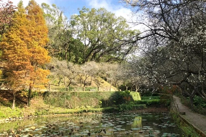 火炎山傍的梅園秘境 花期僅短短10天